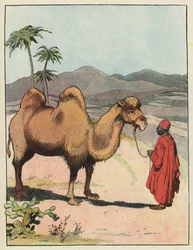 Bactrian Camel